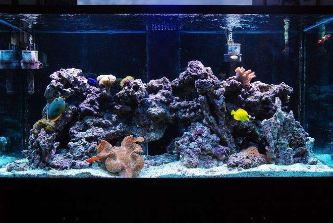 190 gallons reef tank (mostly live coral and fish) - Our tank, all cleaned, fixed, and in good working order!  finally