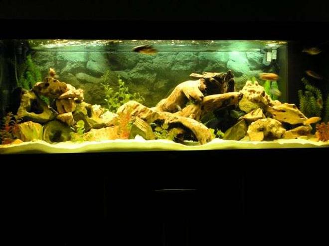 105 gallons freshwater fish tank (mostly fish and non-living decorations) - My 400LT Setup