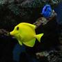 saltwater fish - zebrasoma flavescens - yellow tang - hawaii stocking in 50 gallons tank - Tangs