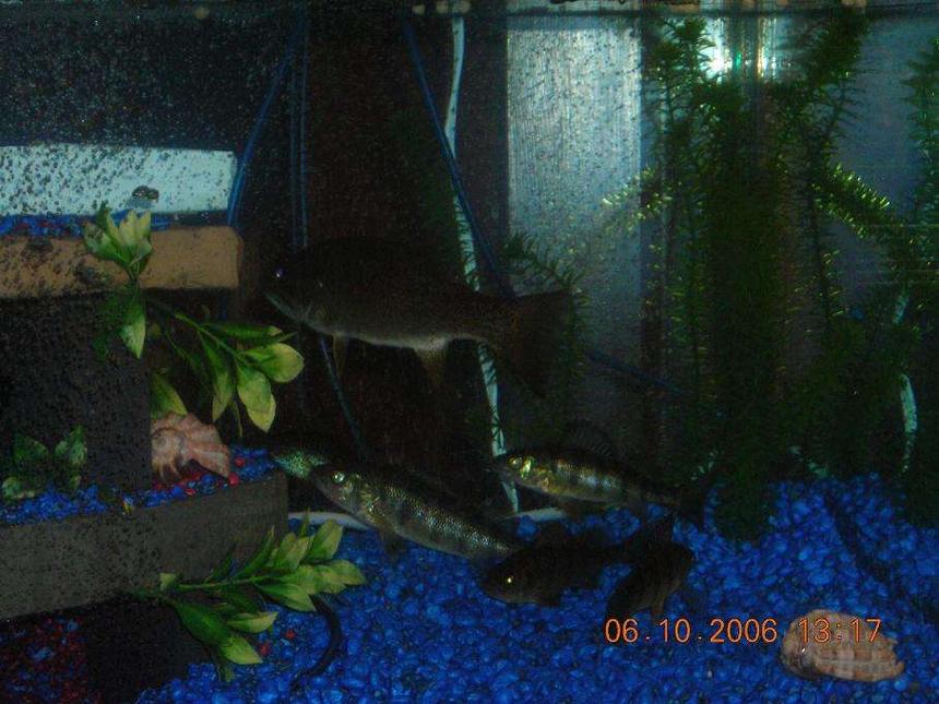 Rated #2422: Freshwater Fish - Micropterus Dolomieu - Smallmouth Bass Stocking In 75 Gallons Tank - Small Mouth Bass and Perch