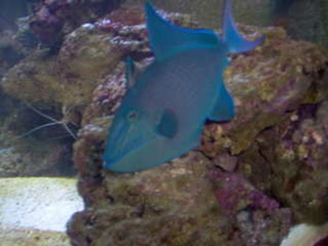 saltwater fish - odonus niger - niger triggerfish stocking in 75 gallons tank - My Niger Trigger