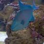 saltwater fish - odonus niger - niger triggerfish stocking in 75 gallons tank - My Niger Trigger