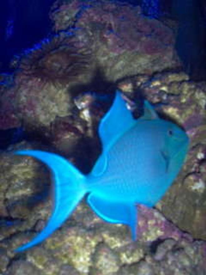 saltwater fish - odonus niger - niger triggerfish stocking in 75 gallons tank - My Niger Trigger