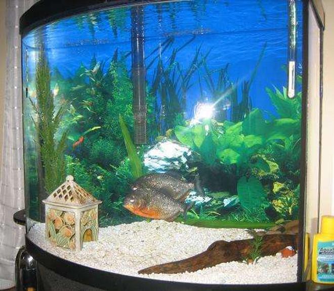 26 gallons freshwater fish tank (mostly fish and non-living decorations) - These are my two 6 inch Red Belly Piranhas. They are about 3 years old and are very healthy. I hope to have them for many years.