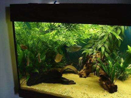 freshwater fish - metynnis argenteus - silver dollar stocking in 40 gallons tank - My three dollars