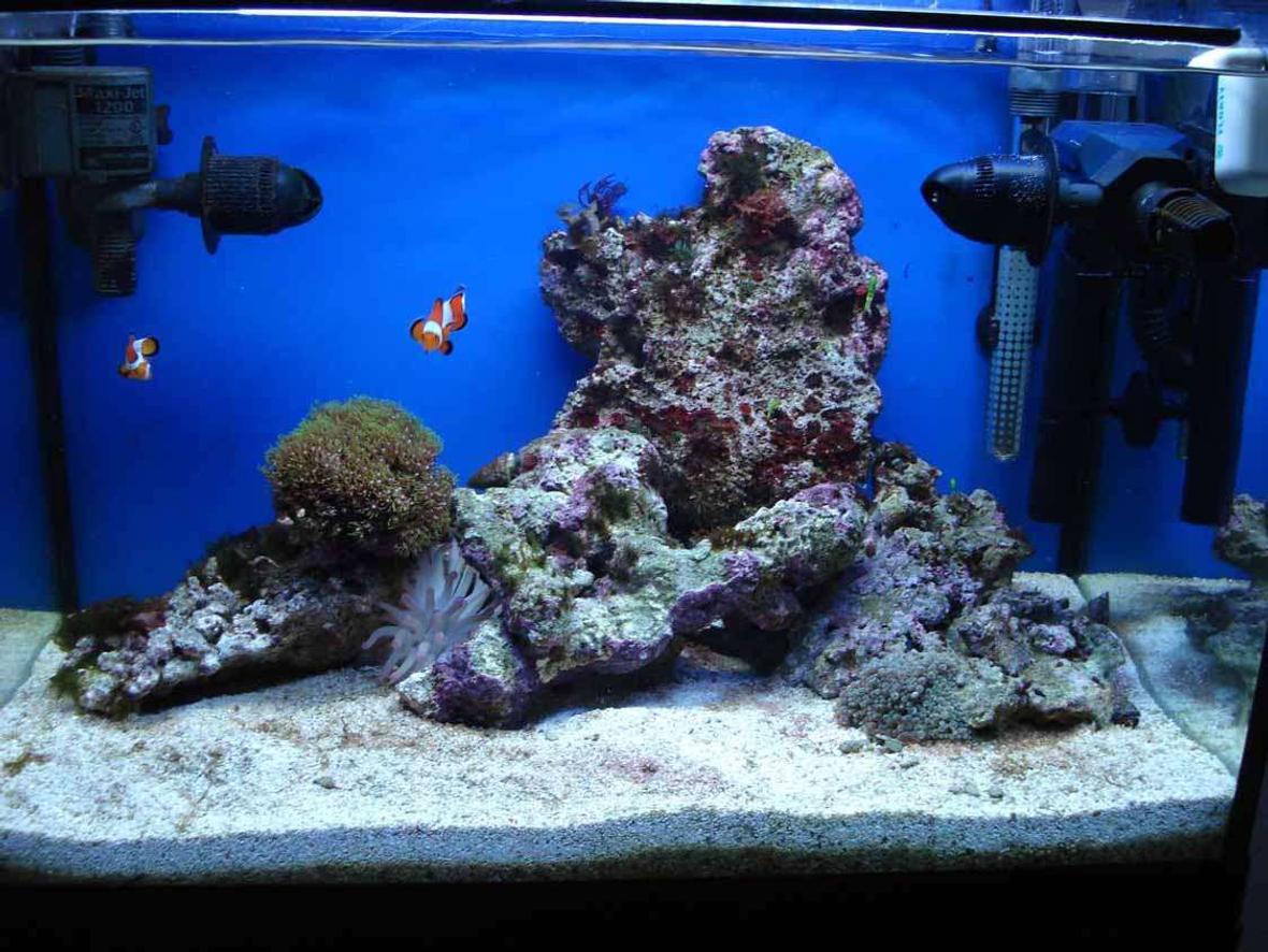 25 gallons reef tank (mostly live coral and fish) - My tank
