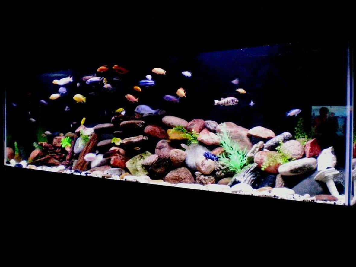 125 gallons freshwater fish tank (mostly fish and non-living decorations) - All African Cichlids most from Lake Malawi Decorations Include: Various Rocks Real and Fake Wood Plastic Plants