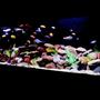 125 gallons freshwater fish tank (mostly fish and non-living decorations) - All African Cichlids most from Lake Malawi Decorations Include: Various Rocks Real and Fake Wood Plastic Plants