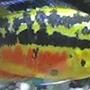 freshwater fish - nandopsis salvini - salvini cichlid stocking in 55 gallons tank - female salvini in heat isnt she B E A utiful