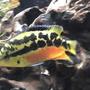 freshwater fish - nandopsis salvini - salvini cichlid stocking in 55 gallons tank - 4 in female salvini