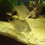 freshwater fish - metynnis argenteus - silver dollar stocking in 40 gallons tank - My trio. I love all my fish but my dollars are such characters!