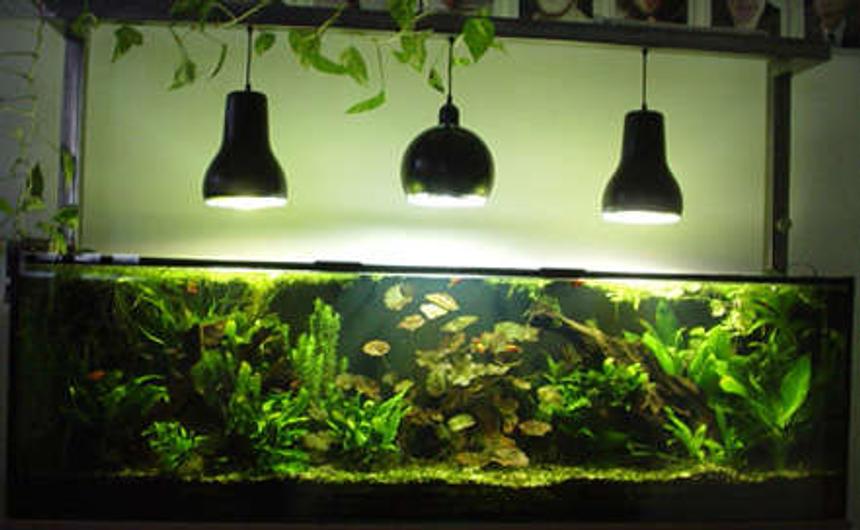 Rated #381: 75 Gallons Planted Tank - Tank after 2 years