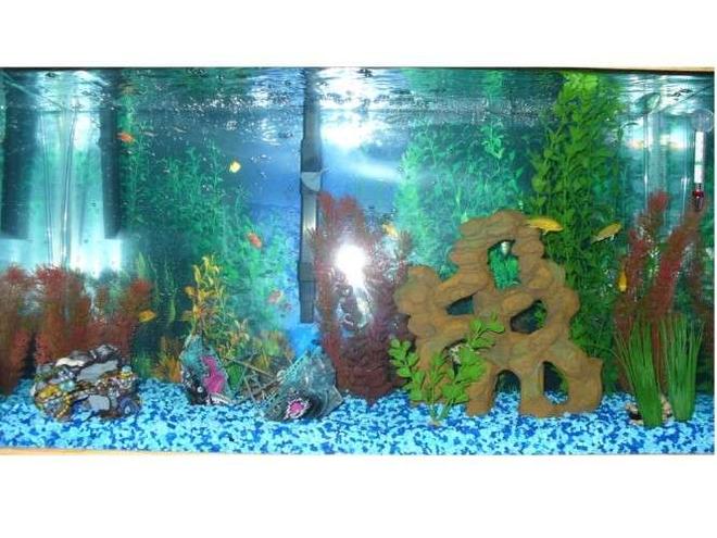 29 gallons freshwater fish tank (mostly fish and non-living decorations) - 29 gal; 4 cichlids 1 red tail shark