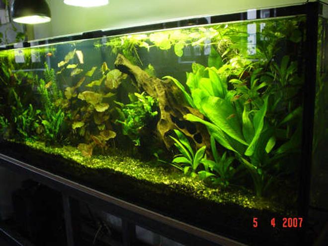 75 gallons planted tank (mostly live plants and fish) - Detail of the "Gottschalk & Behrens Agency"-Tank -> designed by Josef Heynert