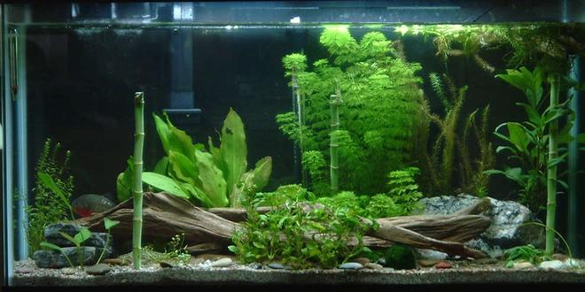 40 gallons planted tank (mostly live plants and fish) - 38 gallon planted. only a 20watt superflux bulb. Driftwood, rocks, sand substrate. floating is a piece of driftwood with mass amounts of java moss growing on it.
