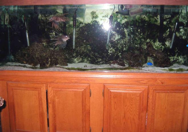 180 gallons saltwater fish tank (mostly fish, little/no live coral) - 180 GALLON