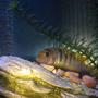 freshwater fish - labidochromis sp. - hongi stocking in 55 gallons tank - Labidochromis "Hongi"