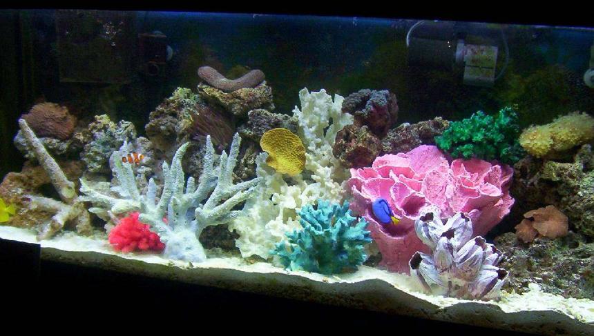 Rated #23: 55 Gallons Saltwater Fish Tank - my tank