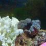 corals inverts - physogyra sp. - bubble coral stocking in 55 gallons tank - bubble coral