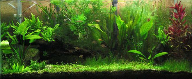 40 gallons planted tank (mostly live plants and fish) - bleh