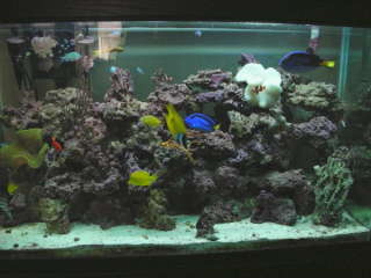110 gallons saltwater fish tank (mostly fish, little/no live coral) - my aquarium; )