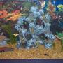 30 gallons freshwater fish tank (mostly fish and non-living decorations) - 30 gallon