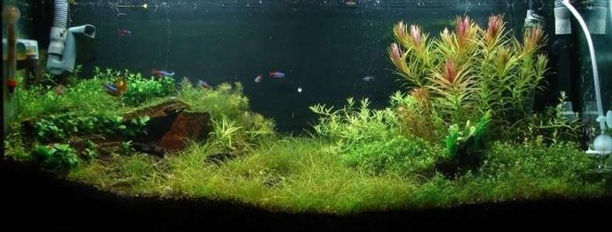Rated #55: 96 Gallons Planted Tank - My Nature Aquarium