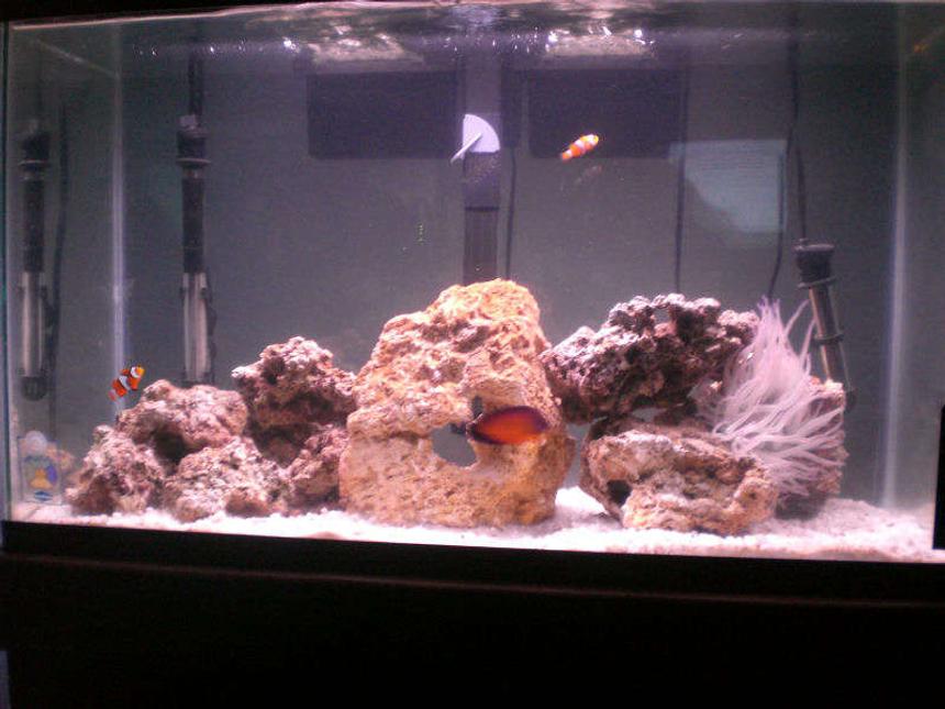 Rated #65: 29 Gallons Saltwater Fish Tank