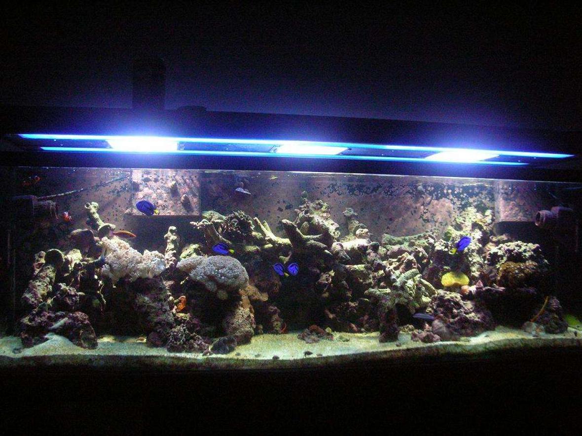 125 gallons reef tank (mostly live coral and fish) - 1 year....