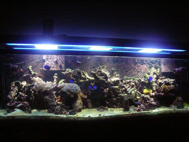 125 gallons reef tank (mostly live coral and fish) - 1 year....