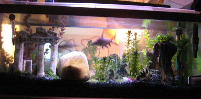 40 gallons freshwater fish tank (mostly fish and non-living decorations) - This is my friends other 25 gal tank thats been around fer a year and a half or more. it currently lodges 2 huge bala sharks, 4 tiger barbs, 2 zebra dianos, and 2 bottom feeders one a catfish (dun know the name) and another one im not sure of the name.