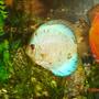 freshwater fish - symphysodon sp. - blue diamond discus stocking in 50 gallons tank - my blue diamond discus