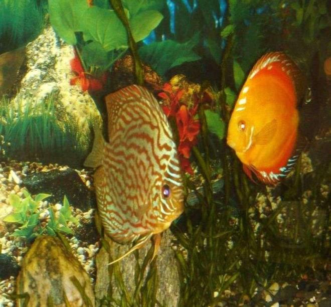 freshwater fish - symphysodon spp. - pigeon blood discus stocking in 50 gallons tank - young leopard discus with one of my yellows
