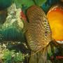 freshwater fish - symphysodon spp. - pigeon blood discus stocking in 50 gallons tank - leopard discus