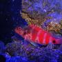 saltwater fish - cirrhitichthys oxycephalus - pixy/spotted hawkfish stocking in 29 gallons tank - Redspotted Hawkfish