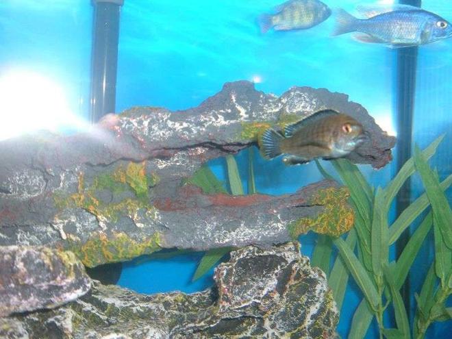 freshwater fish stocking in 55 gallons tank - Ron's fish