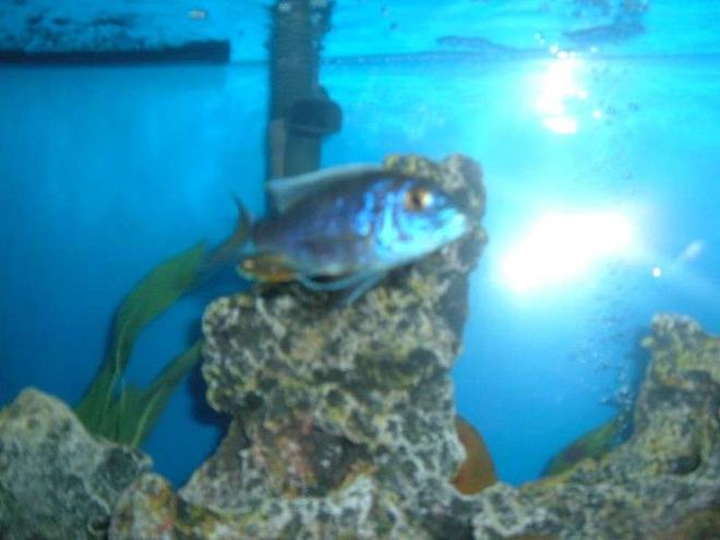 freshwater fish stocking in 55 gallons tank - Ron tank