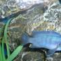 freshwater fish - maylandia callainos - blue cobalt cichlid stocking in 55 gallons tank - Cichlid