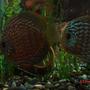 freshwater fish - symphysodon spp. - pigeon blood discus stocking in 50 gallons tank - discus pair searching for food