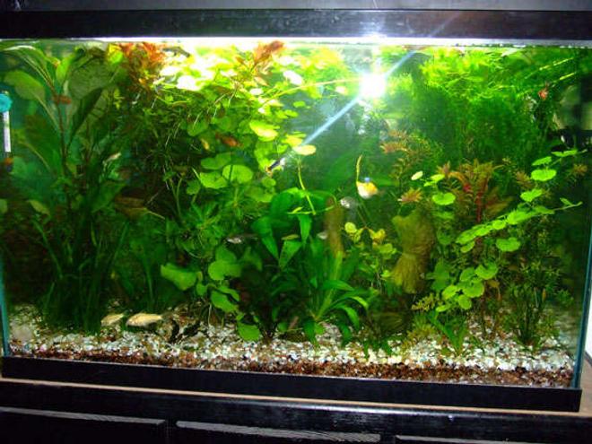 29 gallons planted tank (mostly live plants and fish) - 29 Gallon.. 55w CFLs.. DIY CO2.. Flourite