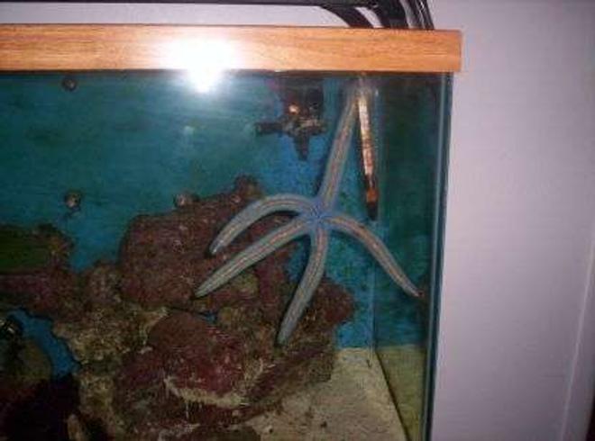 corals inverts - astropecten sp. - blue & pink sea star stocking in 100 gallons tank - a 10" blue starfish