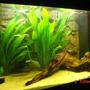 28 gallons planted tank (mostly live plants and fish) - it's been set up sonce christmas and has a juwel rock structured background