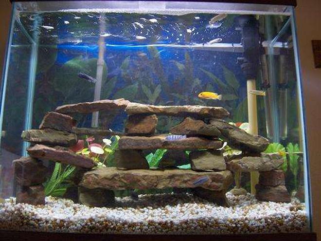 45 gallons freshwater fish tank (mostly fish and non-living decorations) - 10 african cichlids, 2 plec, 2 striped raphael catfish