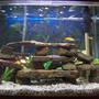 45 gallons freshwater fish tank (mostly fish and non-living decorations) - 10 african cichlids, 2 plec, 2 striped raphael catfish