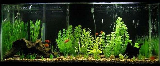 55 gallons freshwater fish tank (mostly fish and non-living decorations) - My tank