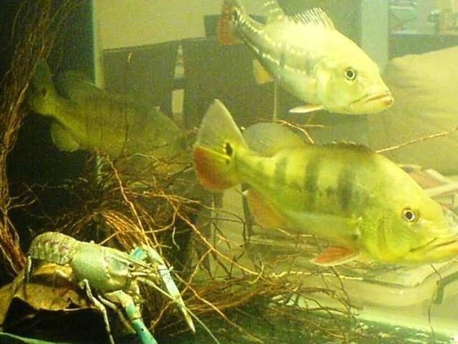 freshwater fish - cichlia ocellaris - peacock bass (ocellaris) stocking in 67 gallons tank - My wild look ala amazonian feel and touch brings nostalgia and rustic charm inside the amazon tributaries where the famous peacock bass tries many anglers for a lure catch for the day,here you can see the replica cichla temensis aka the speckled pavon and c. monoculus generic peacock cichlids,Enjoy!