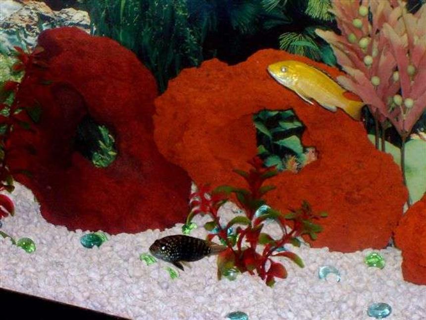 Rated #2142: Freshwater Fish - Labidochromis Caeruleus - Electric Yellow Cichlid Stocking In 30 Gallons Tank - Here are my two pride and joys, my Jack Dempsey and My Electric Yellow, and yes they are somewhat happy together :D