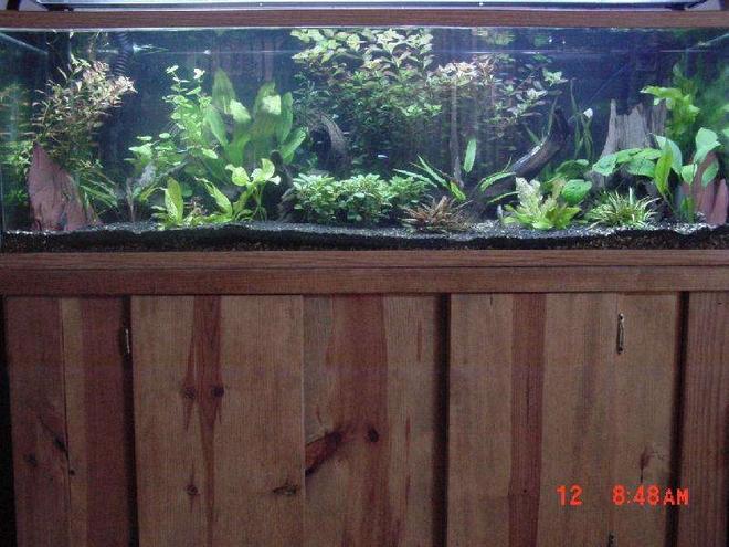60 gallons planted tank (mostly live plants and fish) - 60 gal planted tank