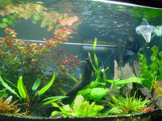60 gallons planted tank (mostly live plants and fish) - my litle blue and red fish