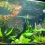 60 gallons planted tank (mostly live plants and fish) - my litle blue and red fish